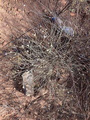 Chrysocephalum puteale