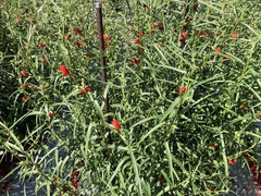 Pentapetes phoenicea