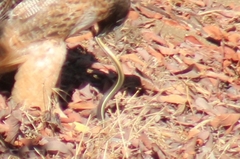 Masticophis lateralis lateralis