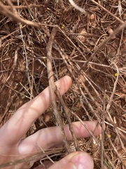 Chrysocephalum puteale