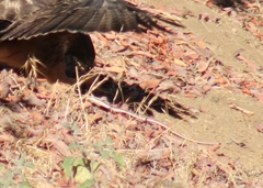 Masticophis lateralis lateralis