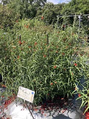 Pentapetes phoenicea