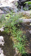 Erigeron hyssopifolius