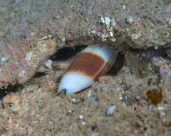Swainsonia