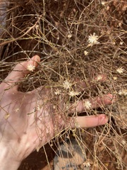 Chrysocephalum puteale