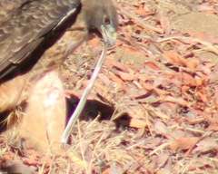 Masticophis lateralis lateralis