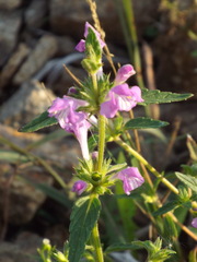Galeopsis ladanum