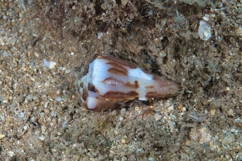 Conus vexillum observed 2022-08-28
