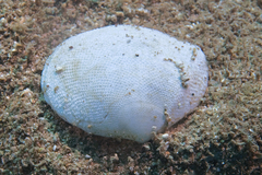 Scutarcopagia scobinata