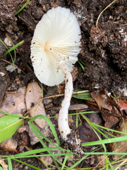 Leucocoprinus cepistipes