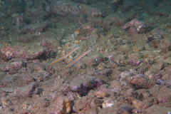 Gunnellichthys curiosus