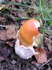 Amanita crocea