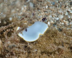 Ardeadoris scottjohnsoni