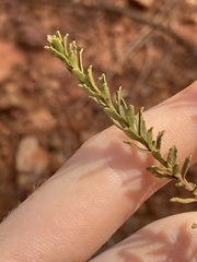 Eremophila
