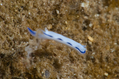 Hypselodoris peasei