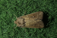 Mythimna albipuncta