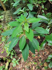 Triadica cochinchinensis