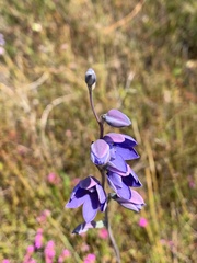 Thelymitra purpurata