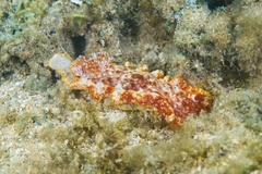 Hexabranchus sanguineus