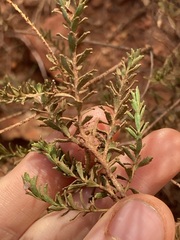 Eremophila