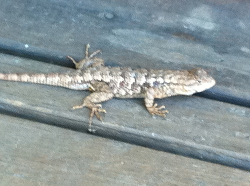 Sceloporus occidentalis