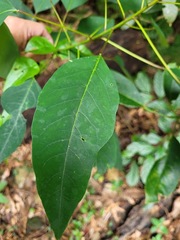 Triadica cochinchinensis