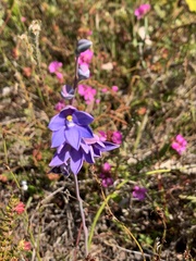 Thelymitra purpurata