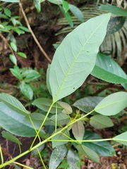 Triadica cochinchinensis