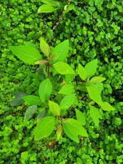 Triadica cochinchinensis