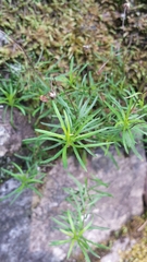 Erigeron hyssopifolius
