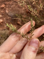 Eremophila