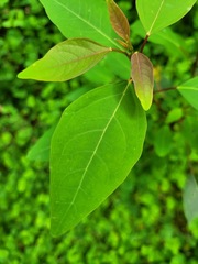 Triadica cochinchinensis