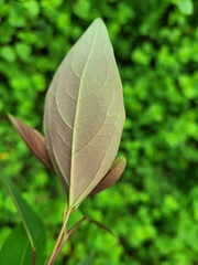 Triadica cochinchinensis