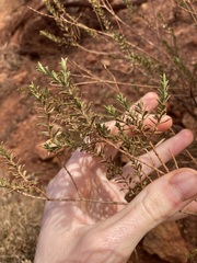Eremophila