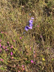 Thelymitra purpurata