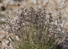 Poaceae