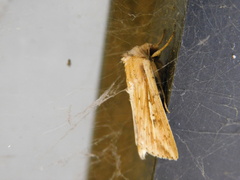 Mythimna separata