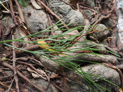 Psilotum nudum