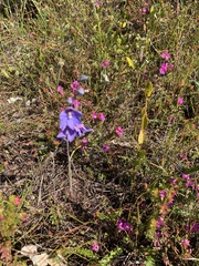 Thelymitra purpurata