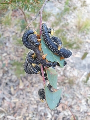 Perga affinis