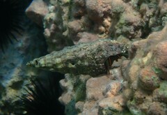 Clibanarius erythropus