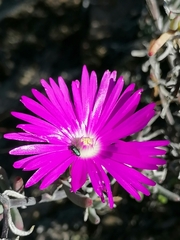 Ruschieae