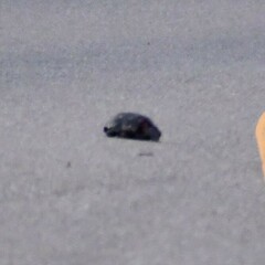 Gopherus berlandieri