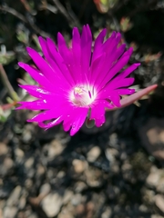 Ruschieae