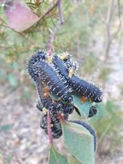 Perga affinis