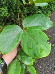 Mucuna macrocarpa