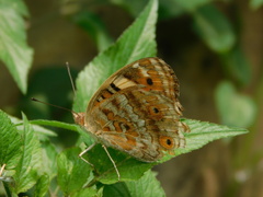 Junonia orithya