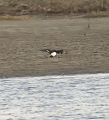 Haematopus longirostris