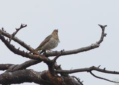 Turdus ruficollis