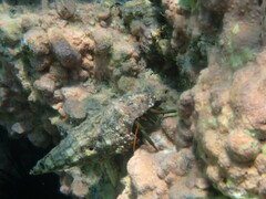 Clibanarius erythropus